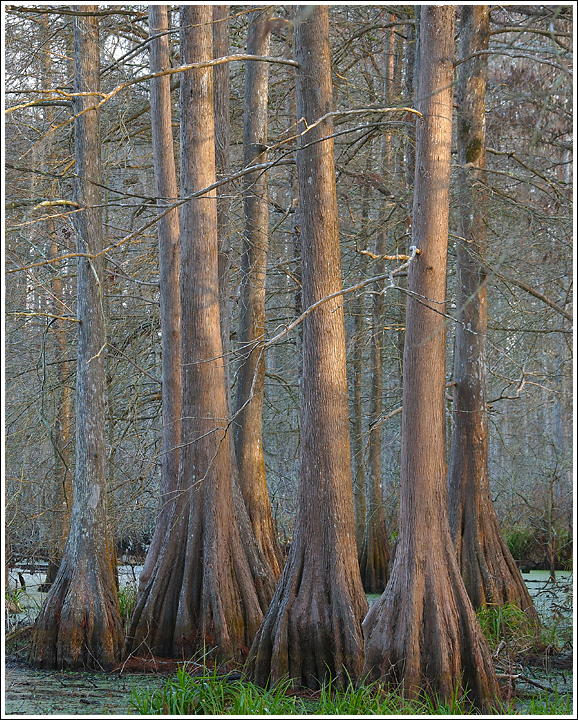 Cypress Stand