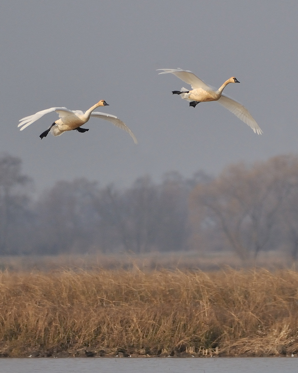 Swans Coming In