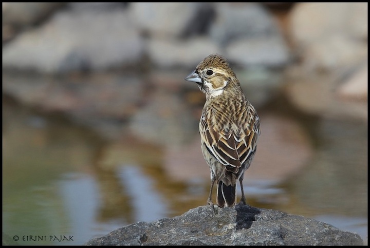 Lark Bunting