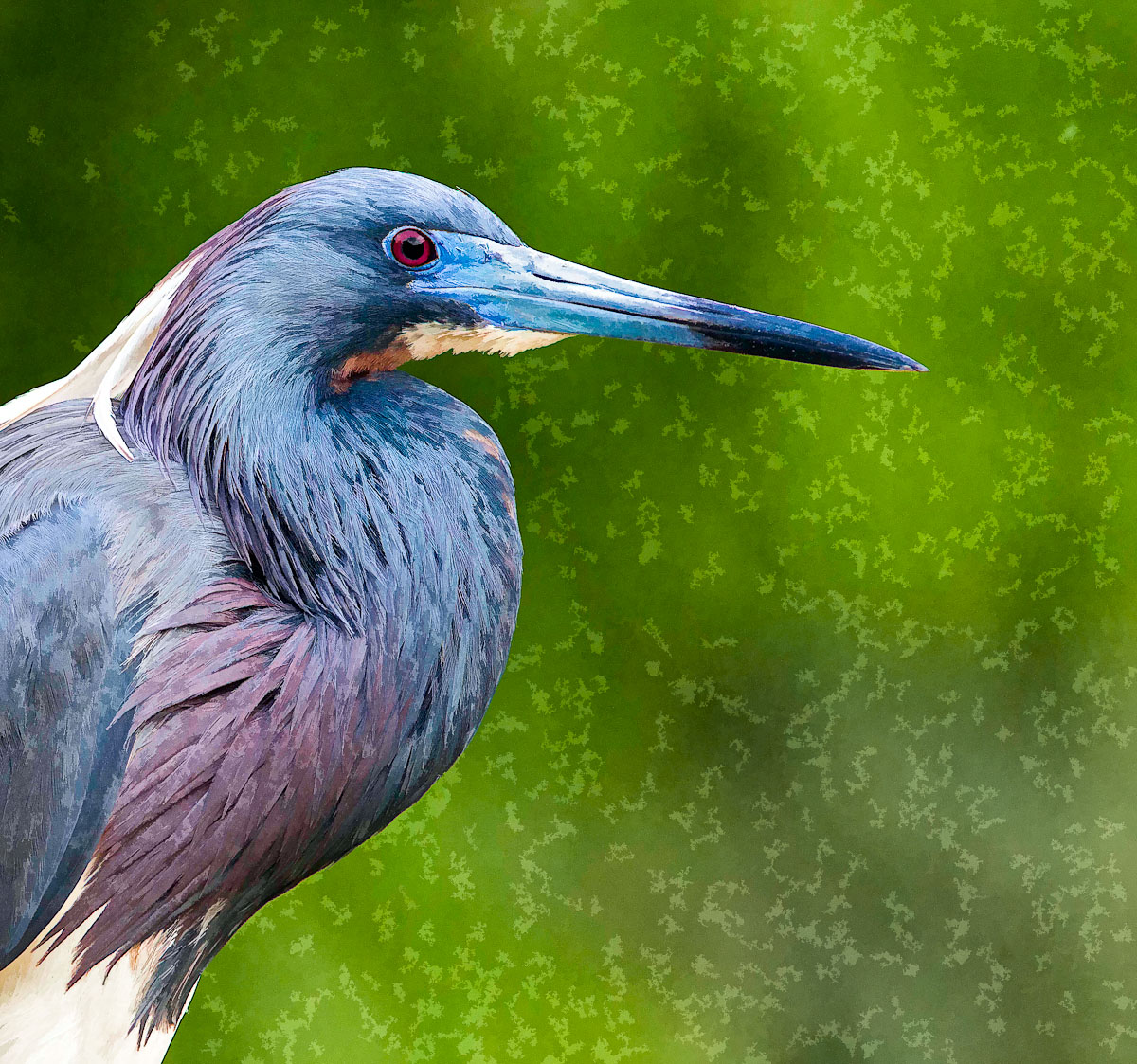 Heron Electrified