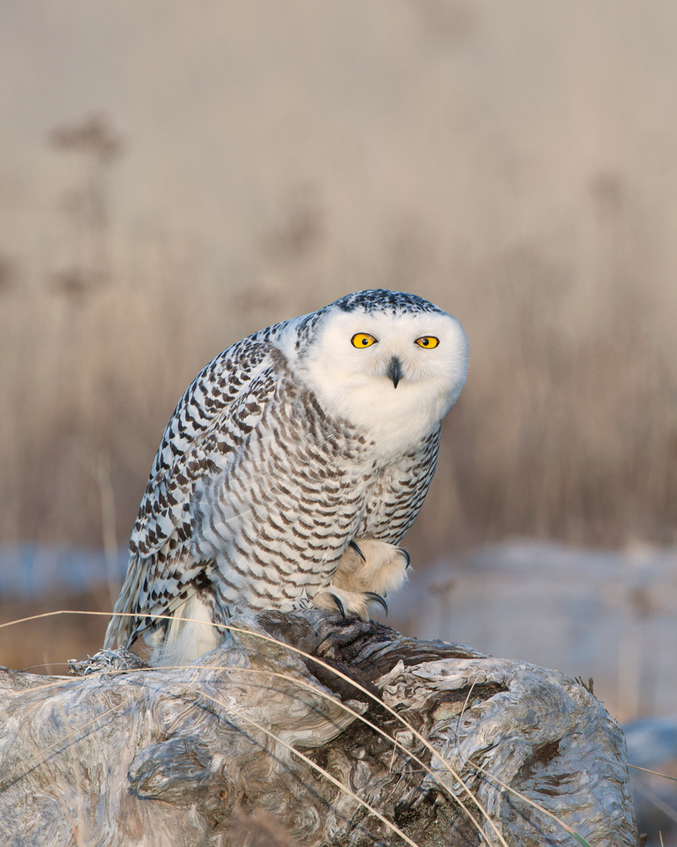 Snowy Owl