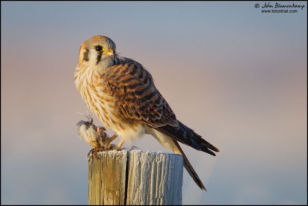 Kestrel w/prey