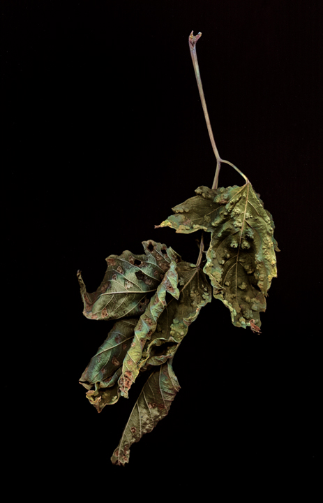 Dried Leaves+Repost X2
