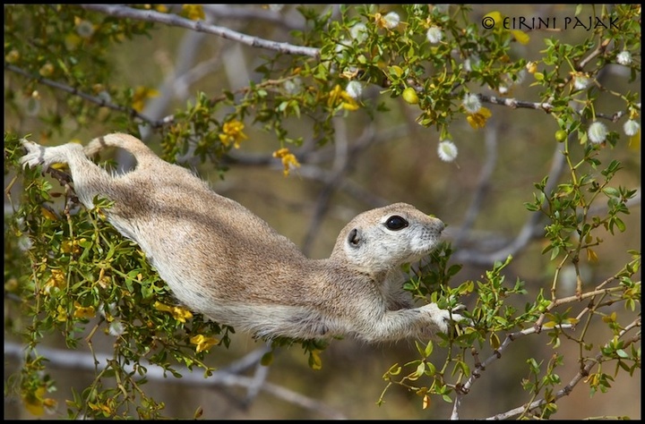 Squirrel Ballet edited