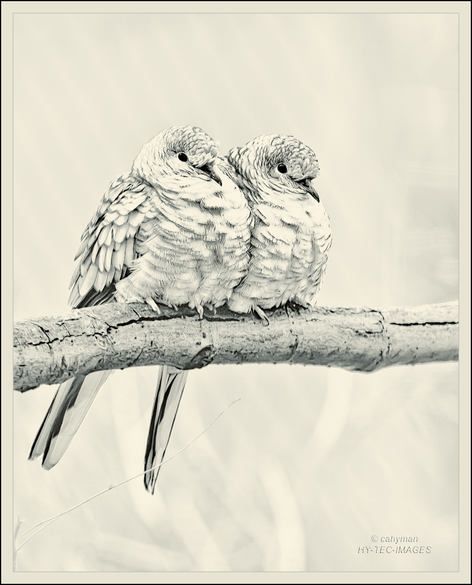 WC516-Captivating Couple