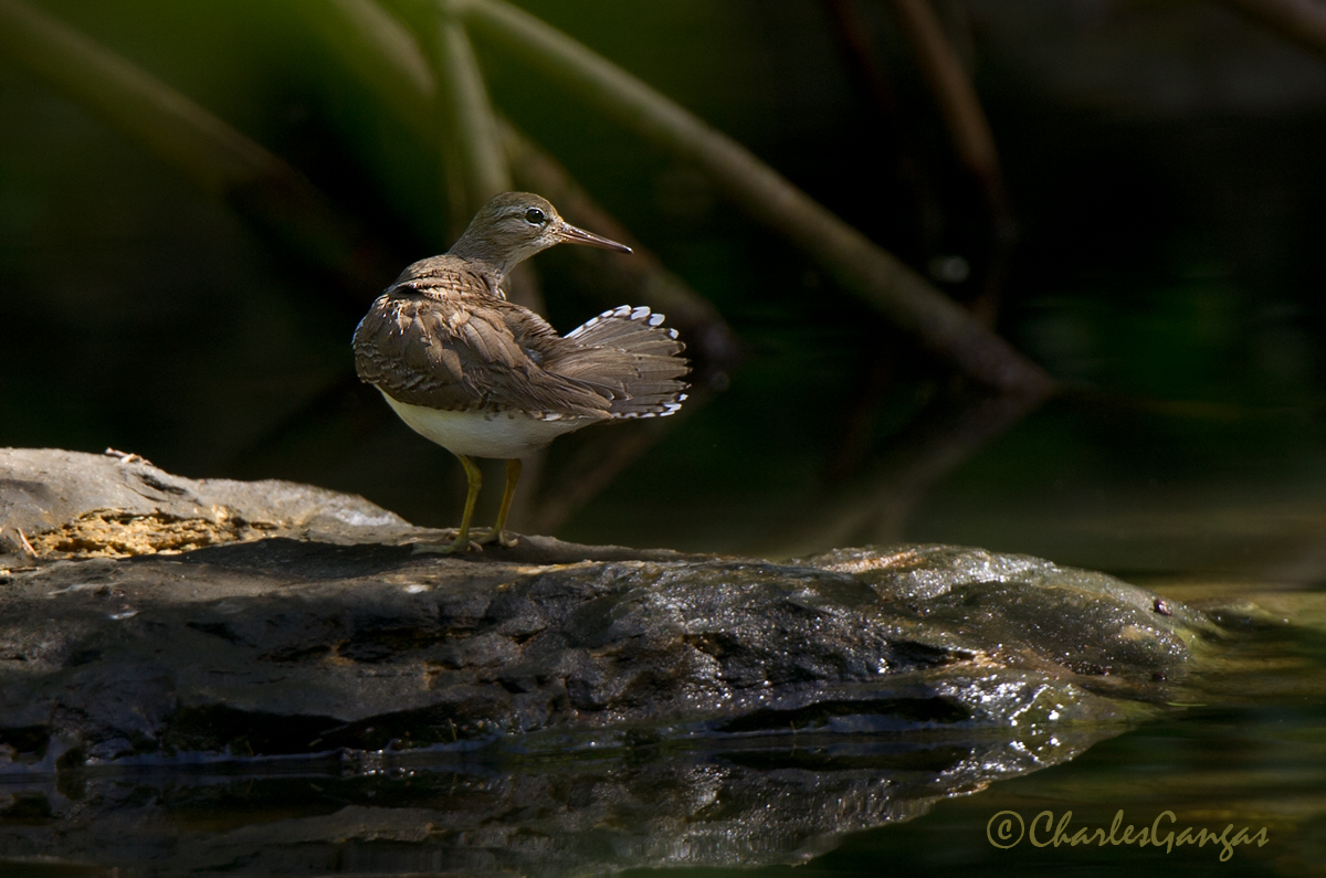 Spotted Sandpiper