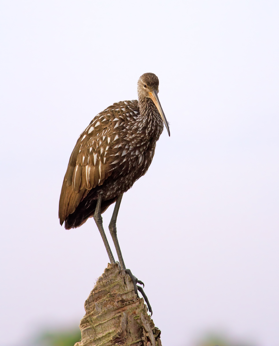 Limpkin + repost