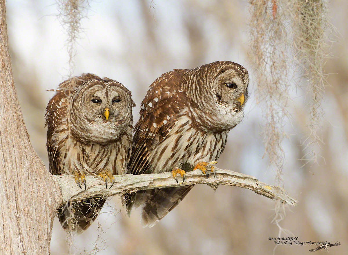 Barred owls