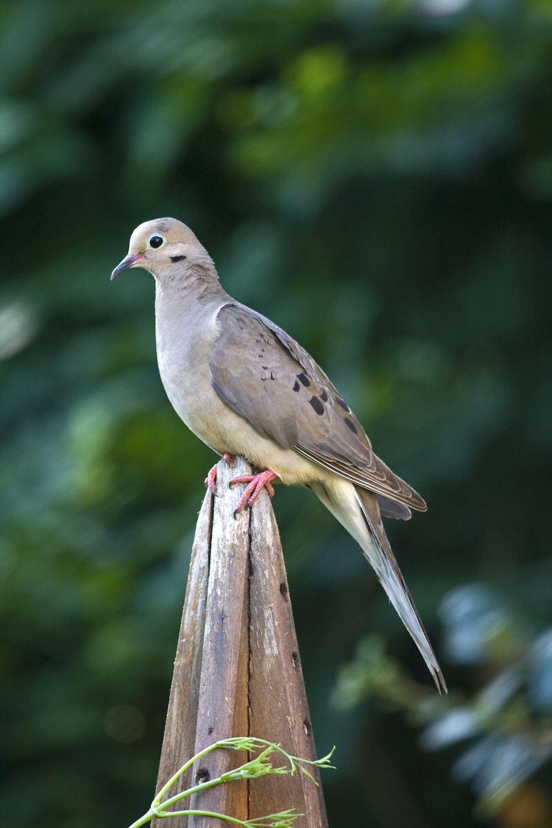 Mourning Dove