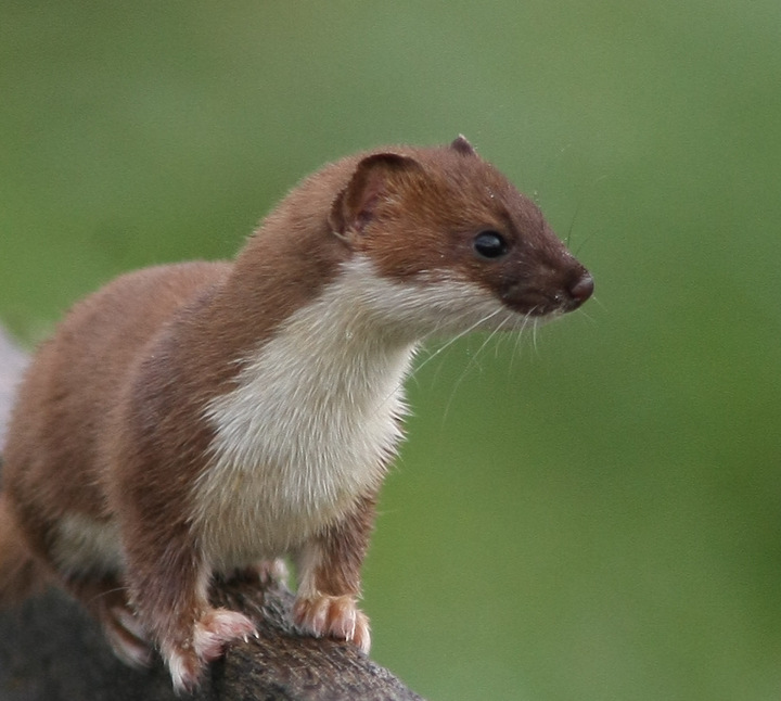 Stoat