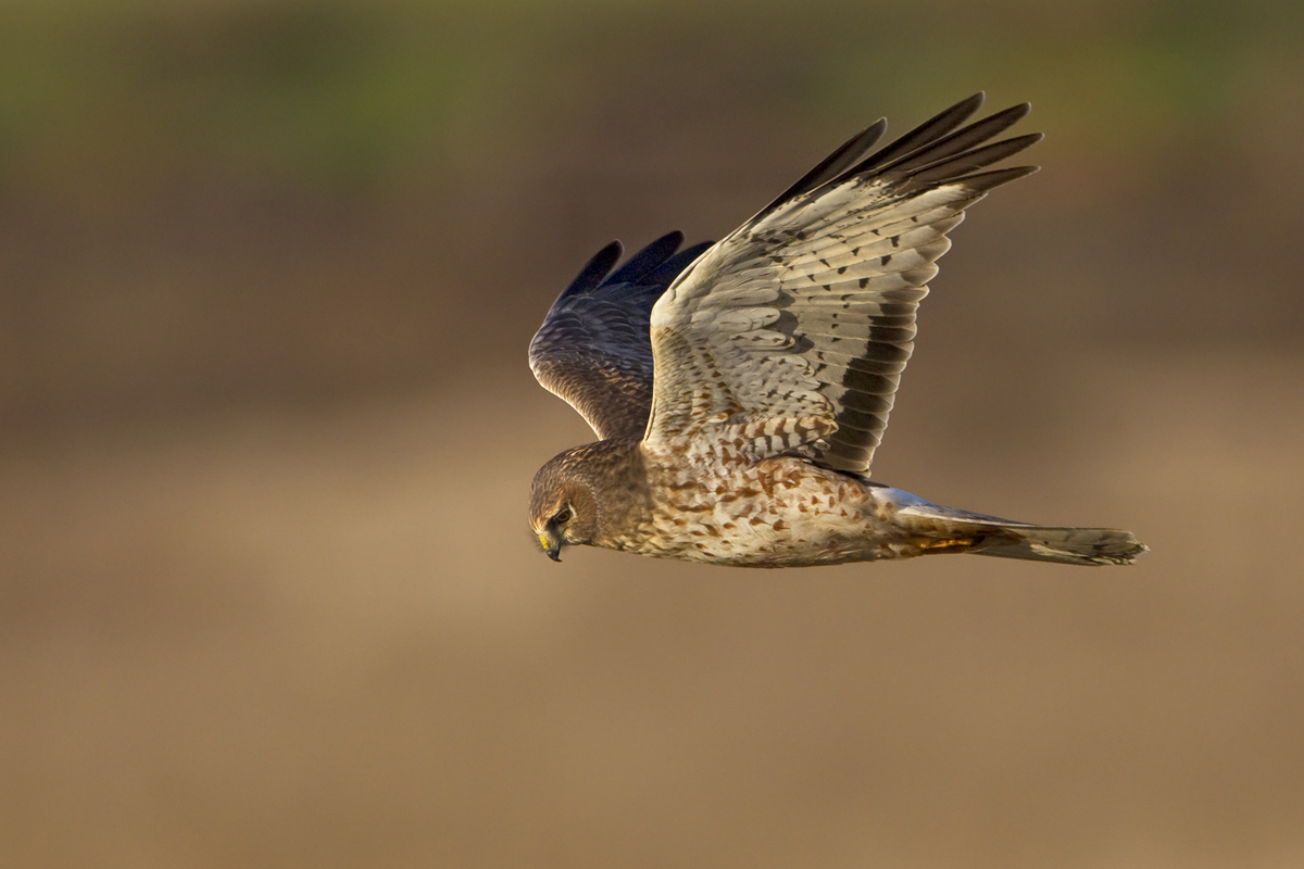 Northern Harrier hunting