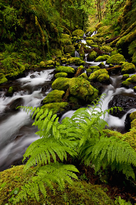 Gorton Creek 2