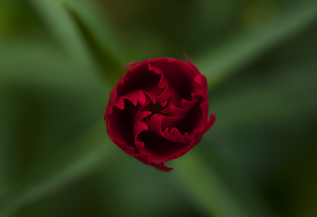Red Carnation