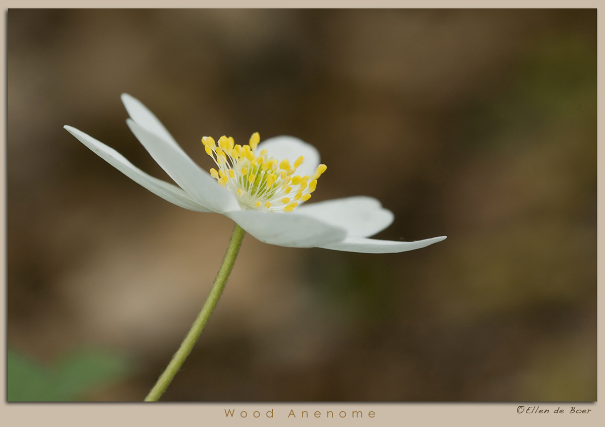Wood Anenome