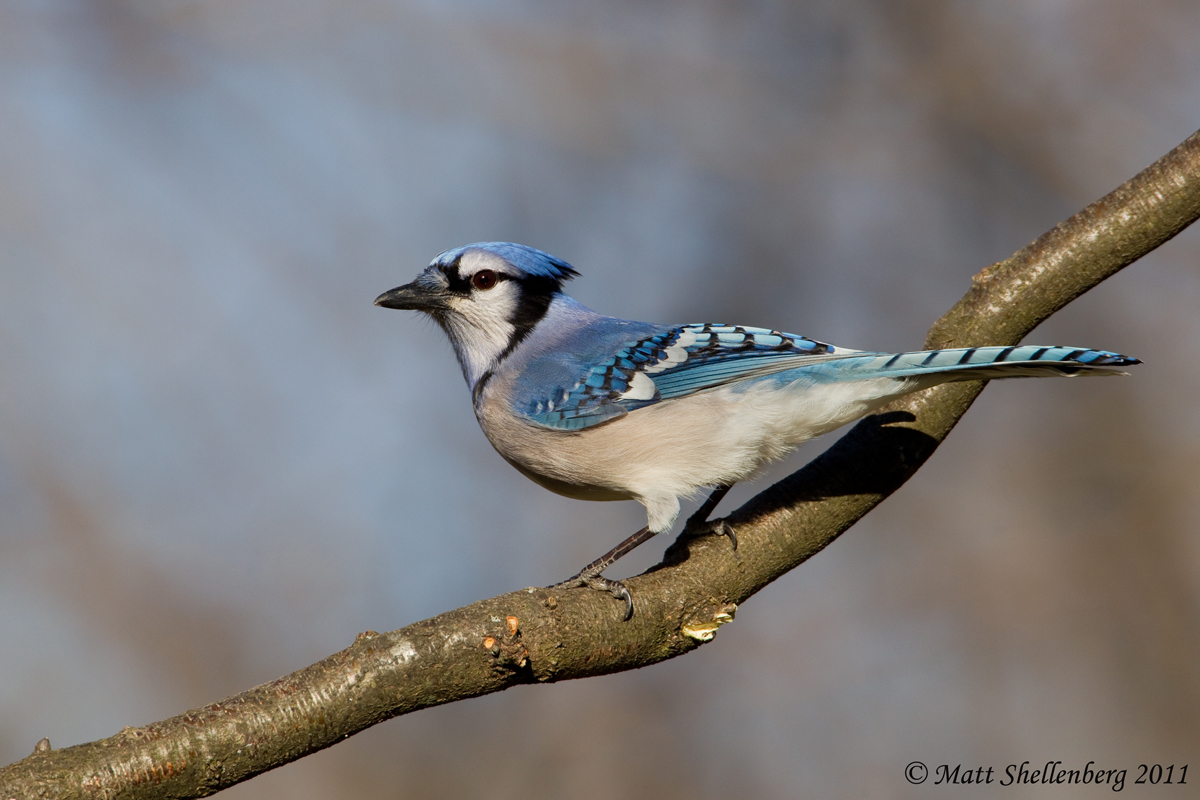 Blue Jay