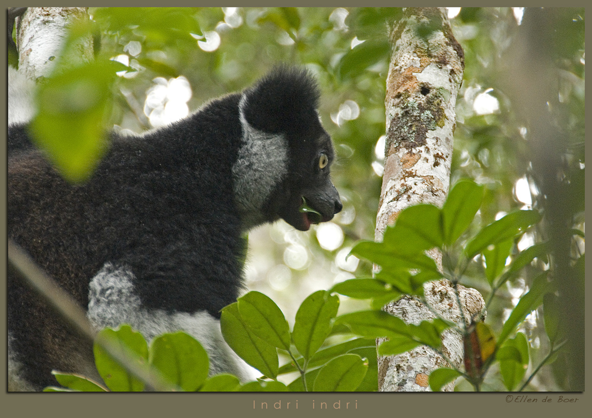 Indri indri