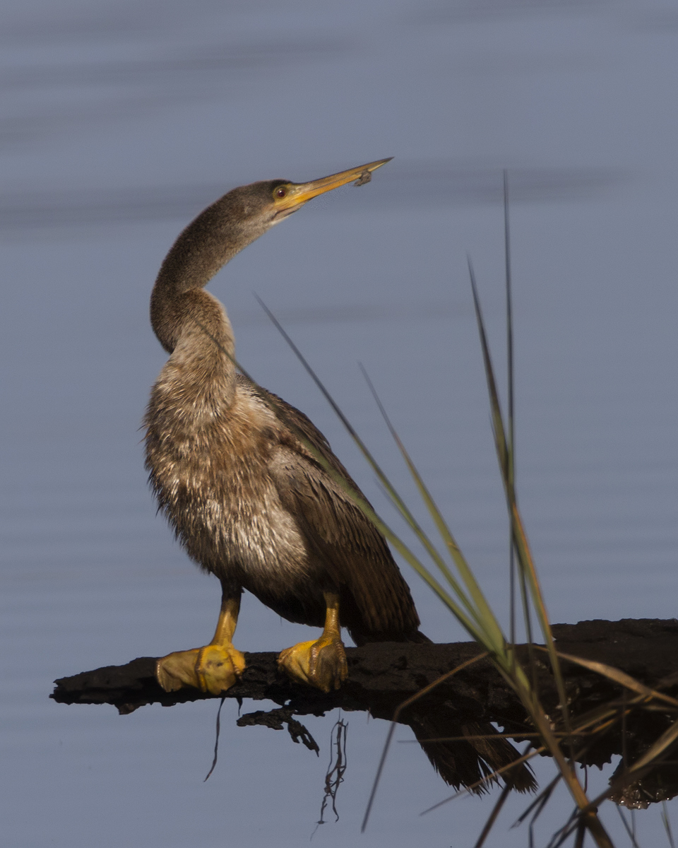 Young Anhinga