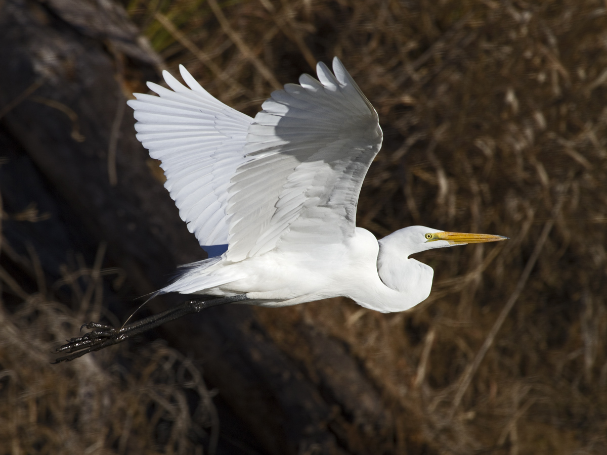 Great White Egret