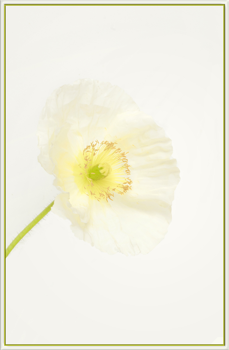 Poppy