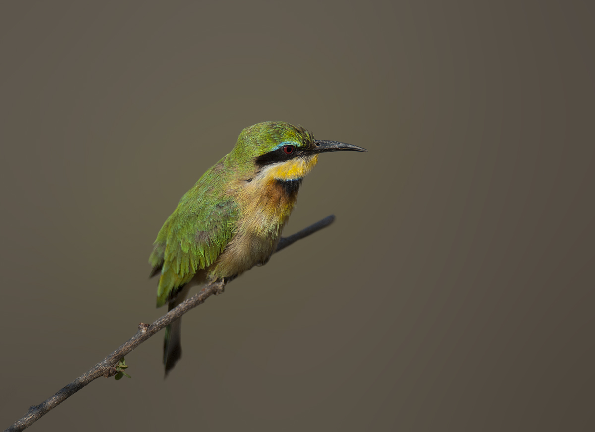Little bee eater