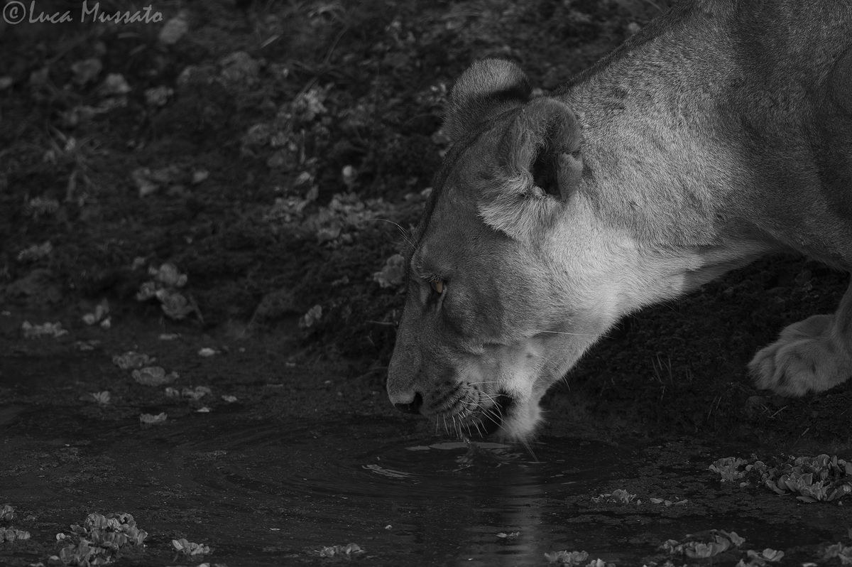 thirsty