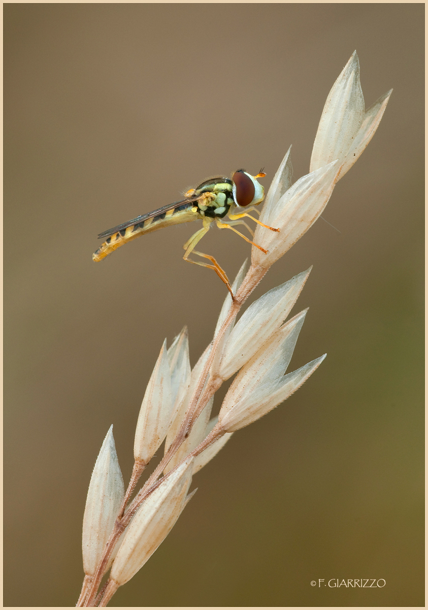 Hoverfly