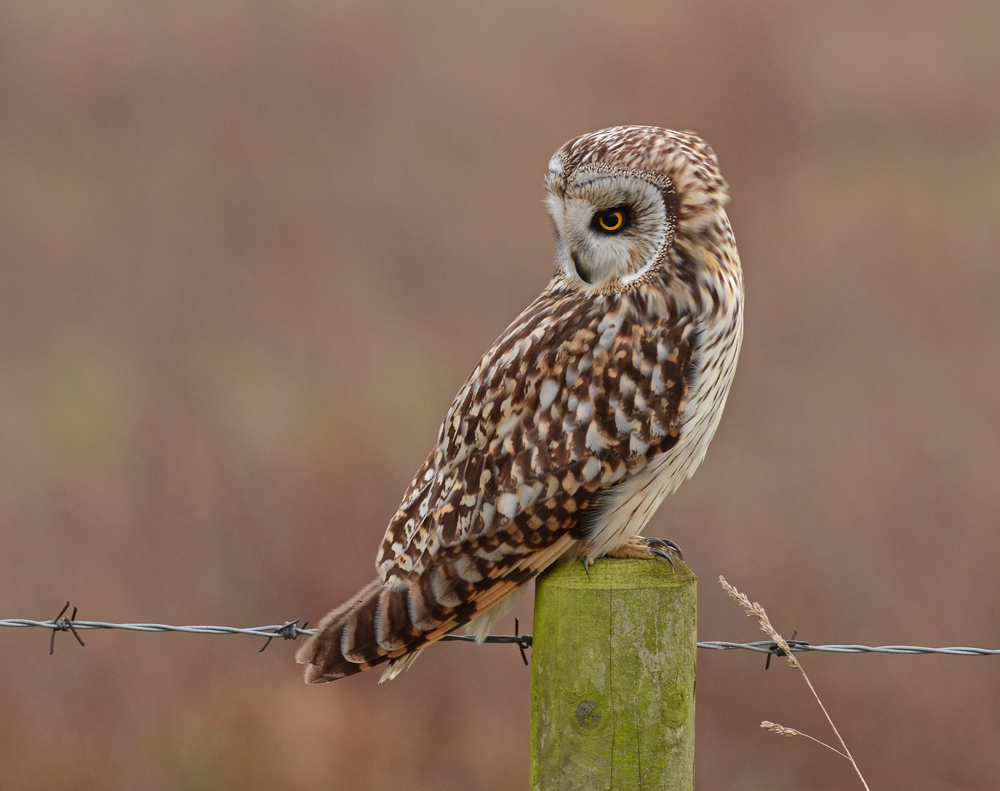 Short Eared Owl.