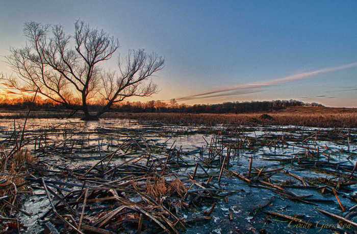 Frozen Marsh- Illinois