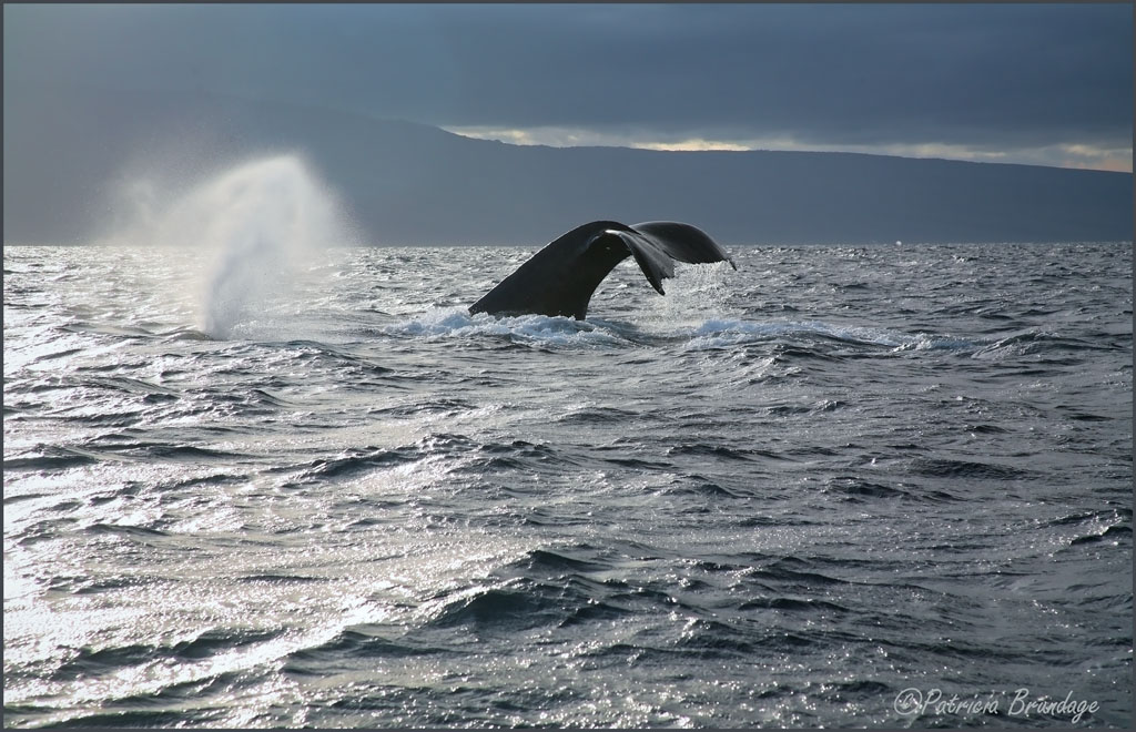 Whale Tail