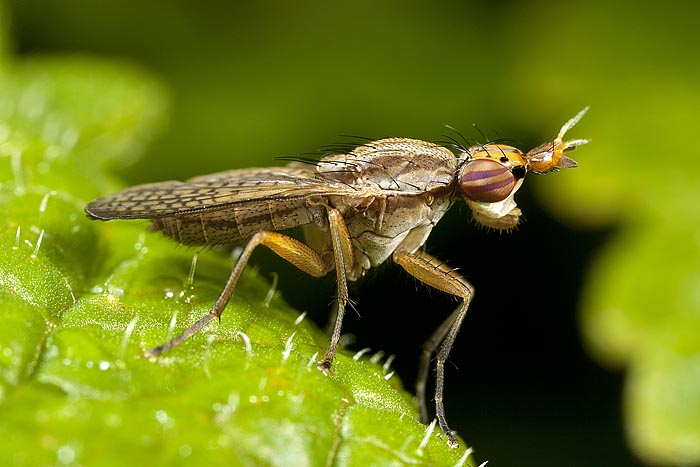 King of flies