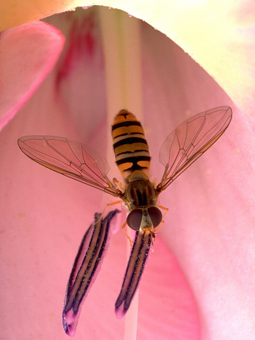 Pink Flower Fly