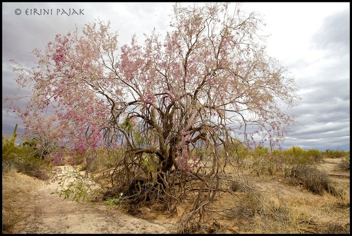 Ironwood 2 edited