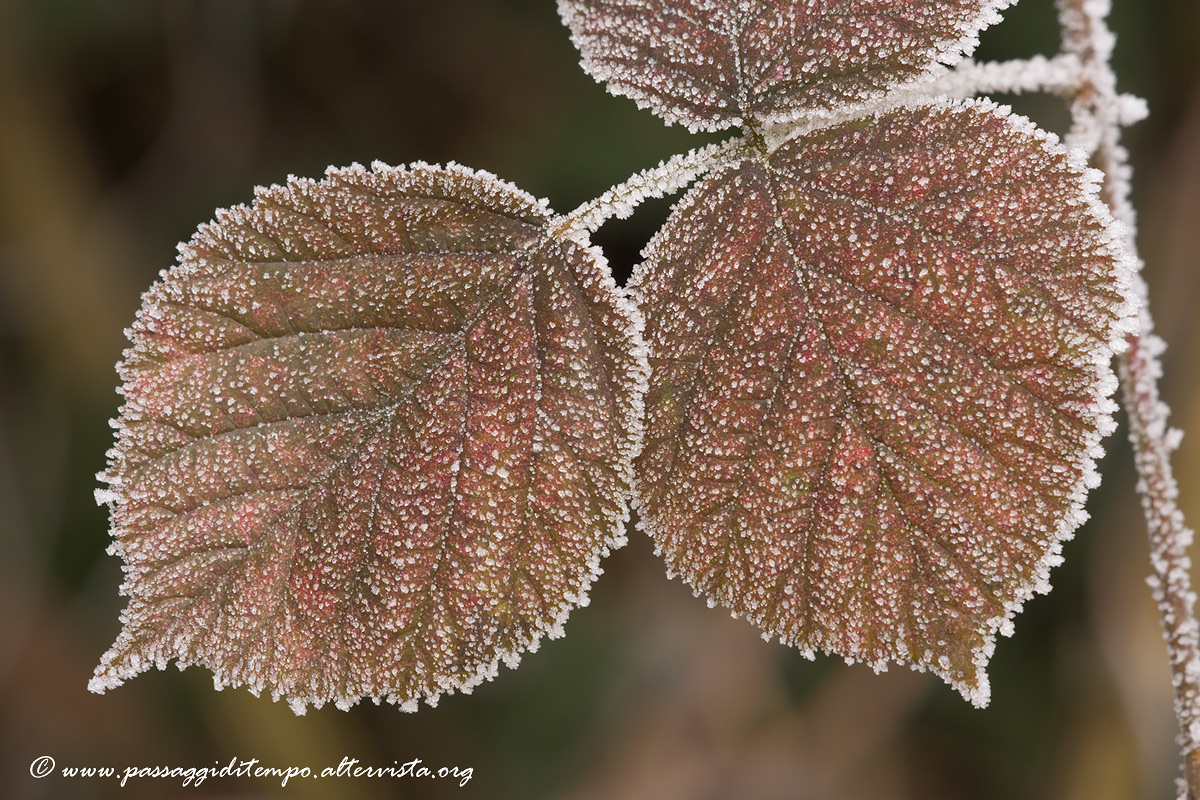 Ice on leaves