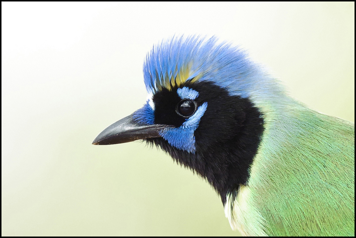 Green Jay Portrait