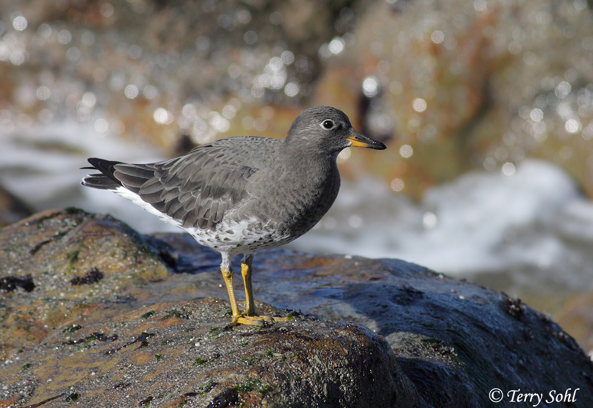 Surfbird