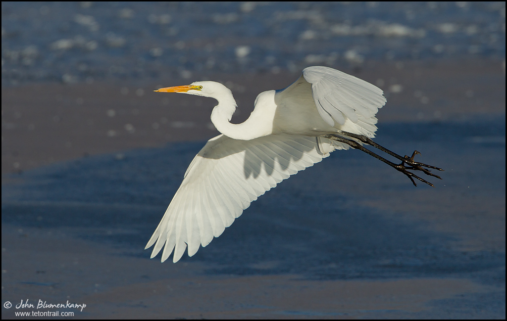 Egret