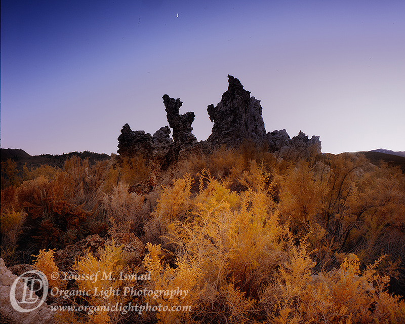 Tufa Sage