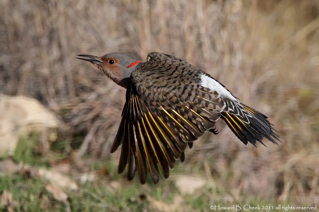 Flicker Flight