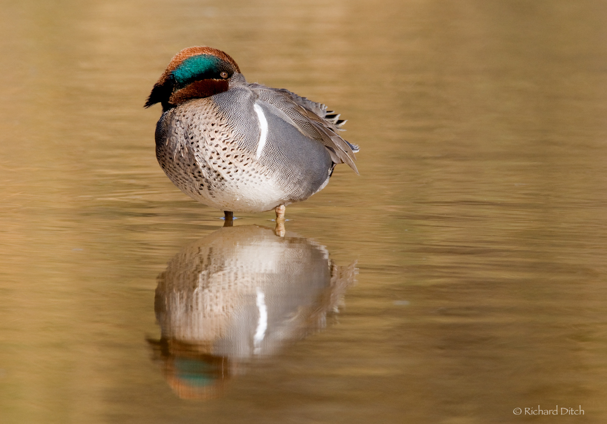 Green-winged Teal