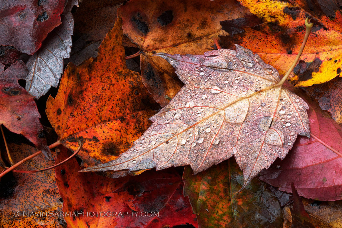 Autumn Droplets
