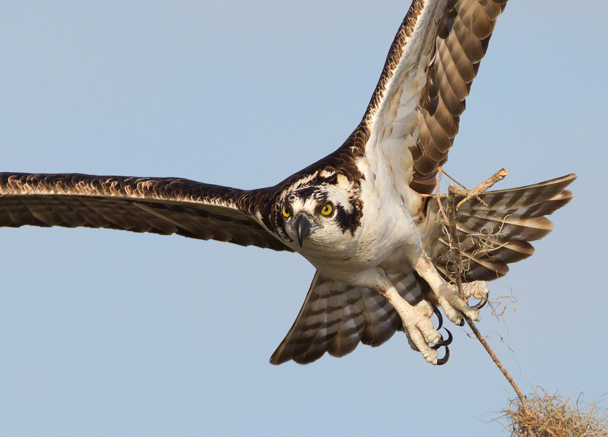 Osprey