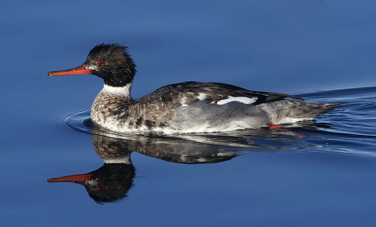 Male Merganser
