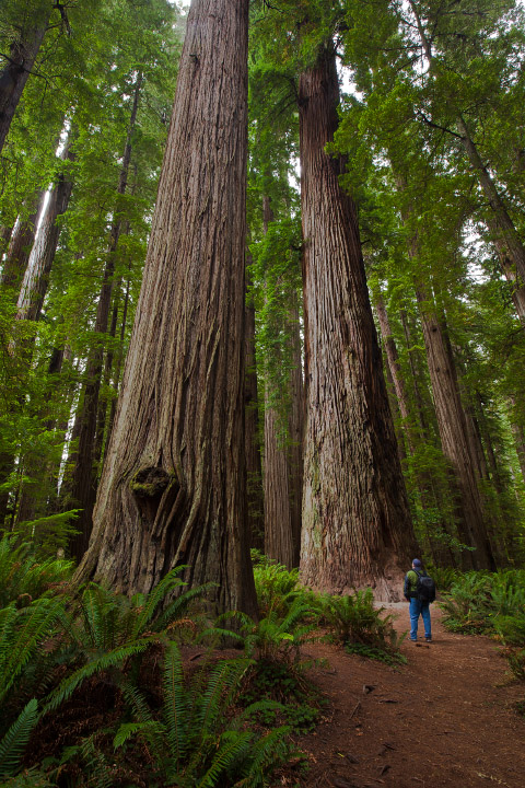 In awe of the Redwoods