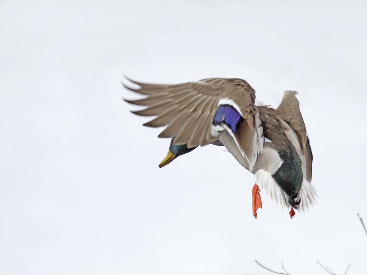 Snow Mallard