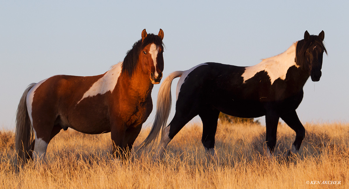 Wild Horses