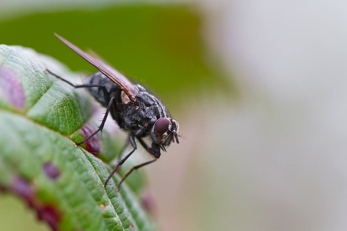Flesh fly