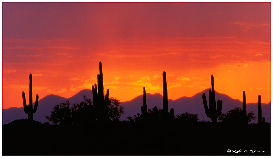 Saguaros  Silhouette
