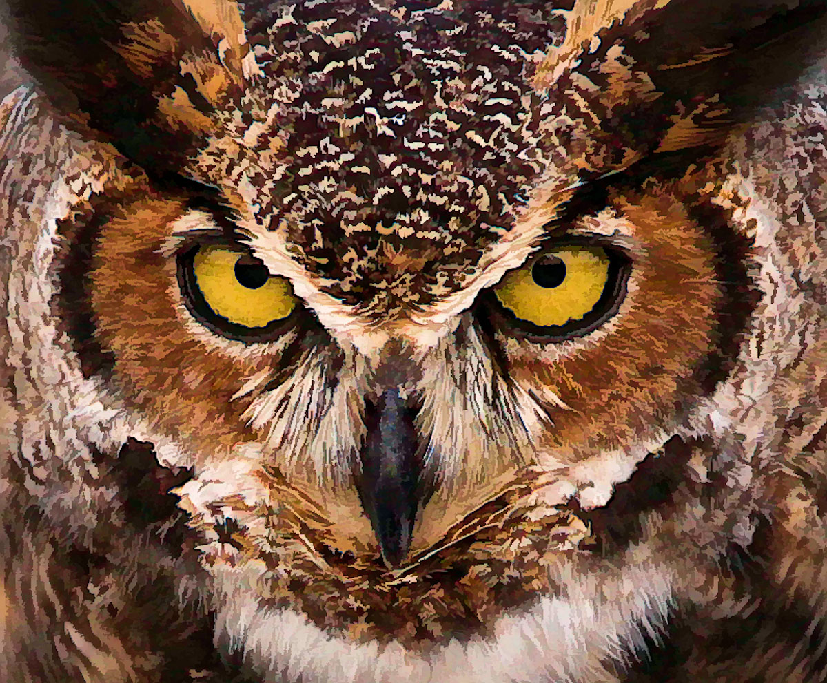 Stare Down + Filters