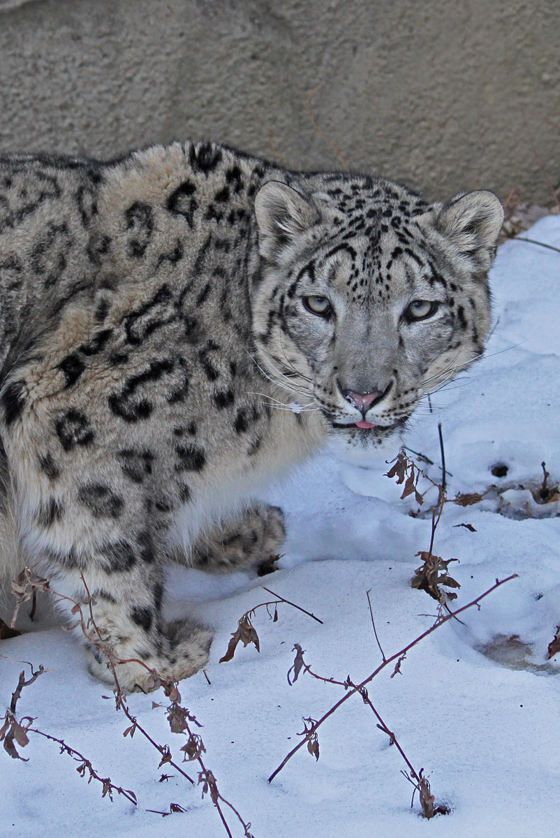Snow leopard 2
