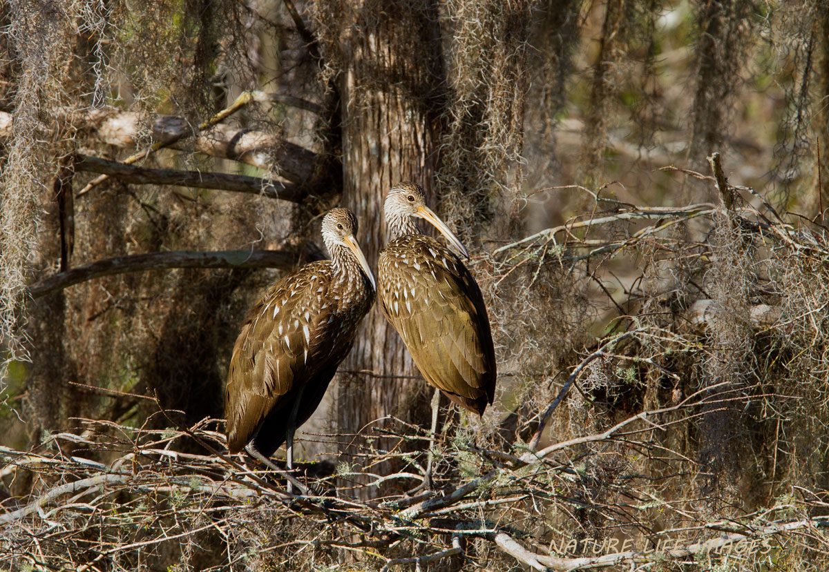 Morning Limpkins